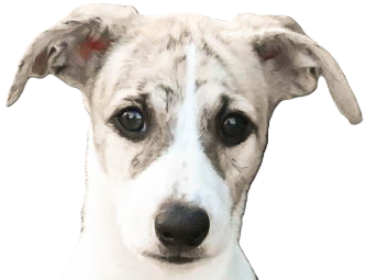 Whippetvalp