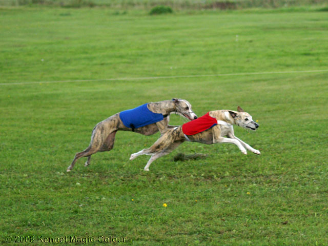 Lure Coursing