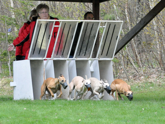 Whippet Race