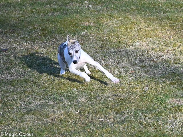 Kennel Magic Colour whippet