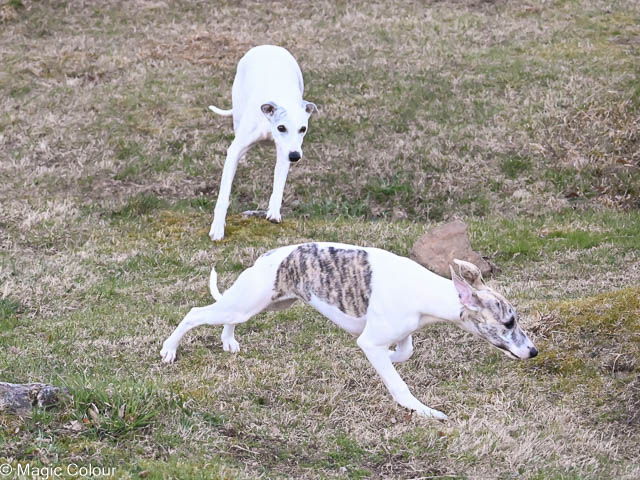 Kennel Magic Colour whippet