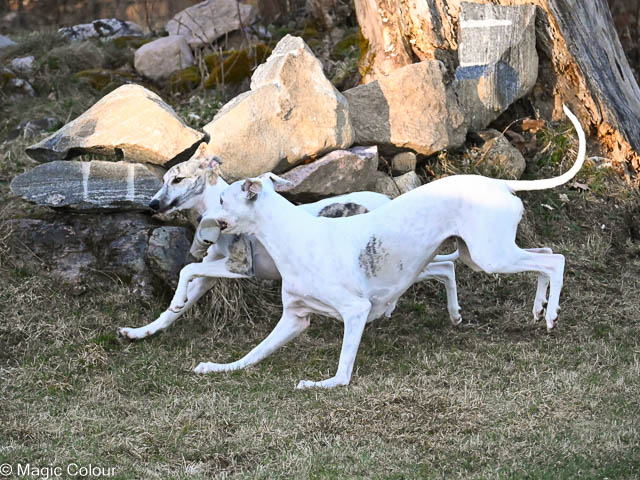 Kennel Magic Colour whippet