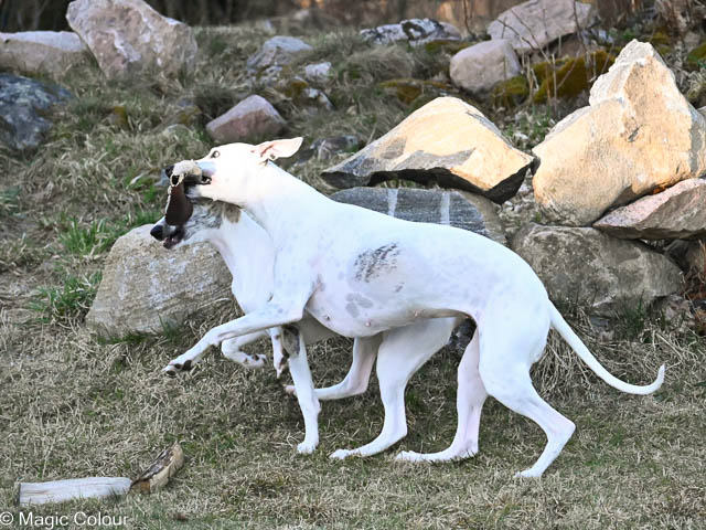 Kennel Magic Colour whippet