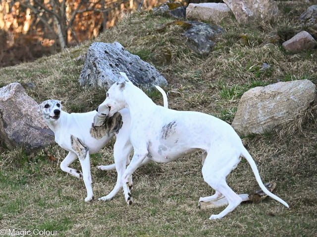 Kennel Magic Colour whippet