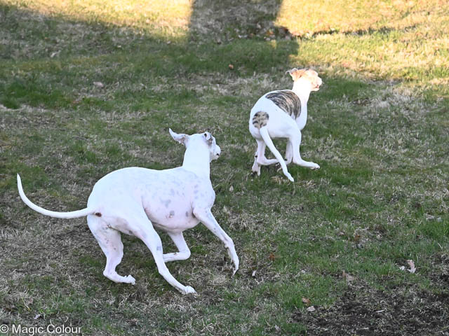 Kennel Magic Colour whippet
