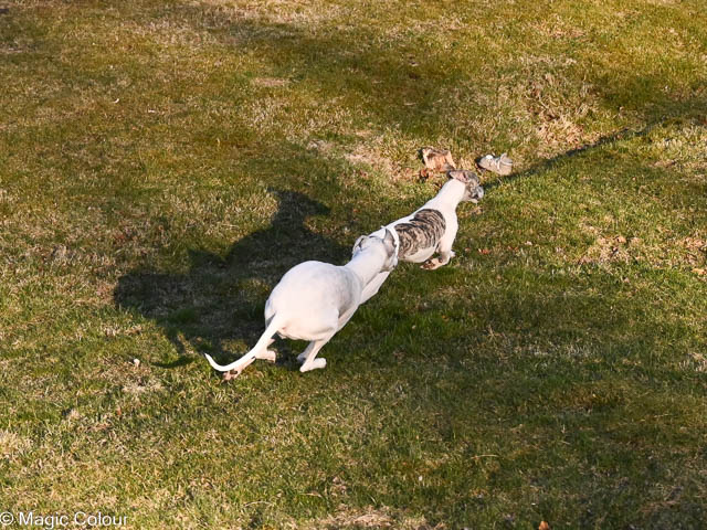 Kennel Magic Colour whippet