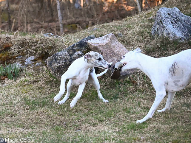 Kennel Magic Colour whippet