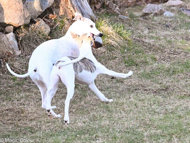 Kennel Magic Colour whippet