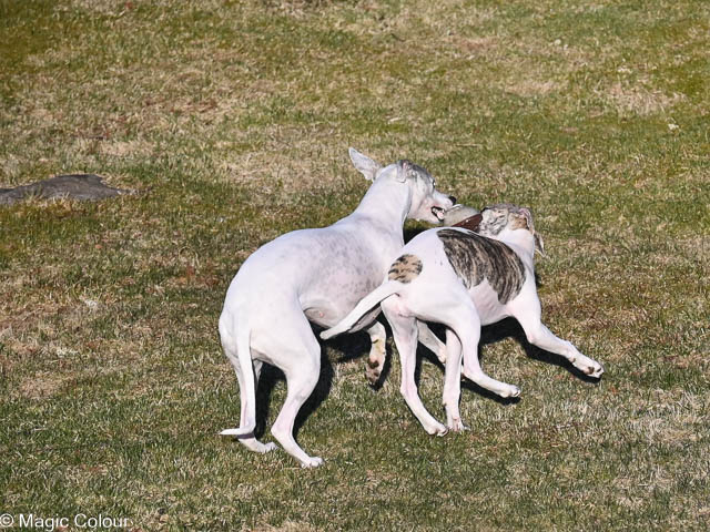 Kennel Magic Colour whippet