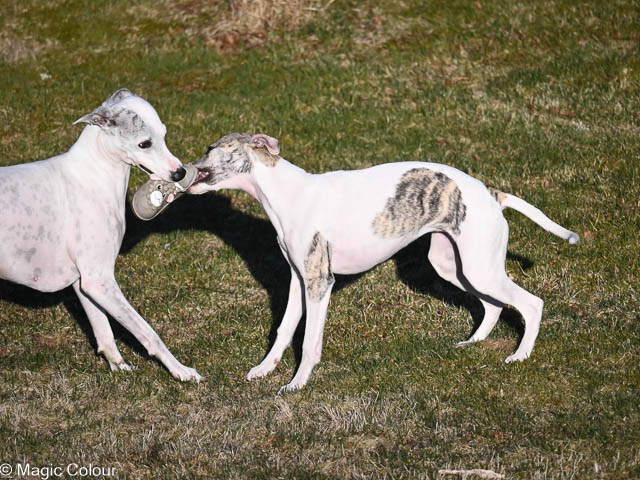 Kennel Magic Colour whippet