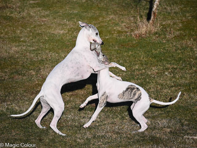 Kennel Magic Colour whippet