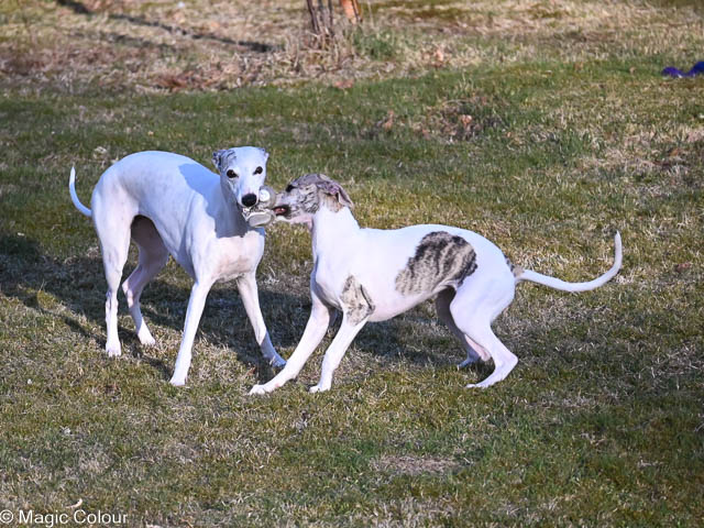 Kennel Magic Colour whippet