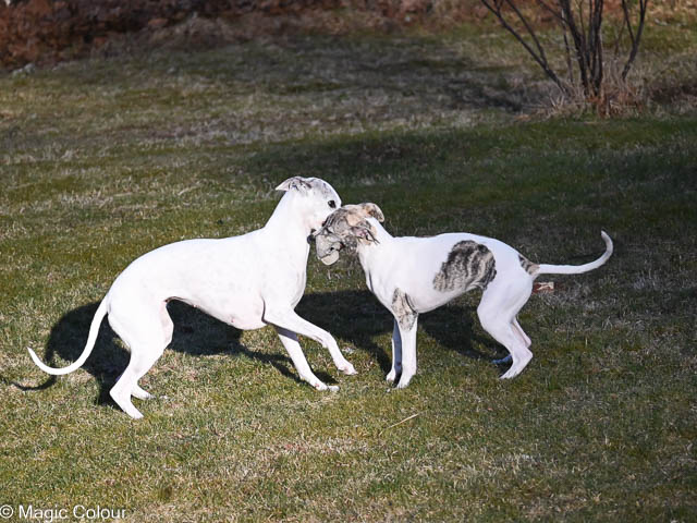 Kennel Magic Colour whippet