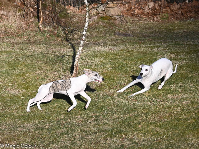 Kennel Magic Colour whippet