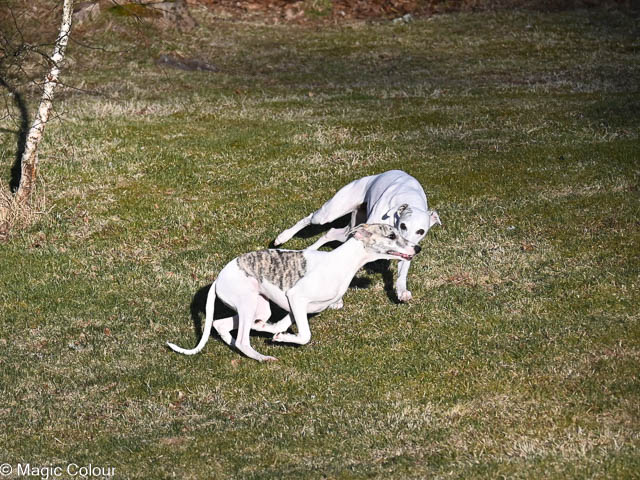 Kennel Magic Colour whippet