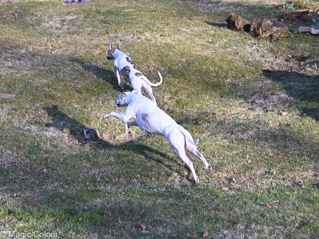 Kennel Magic Colour whippet