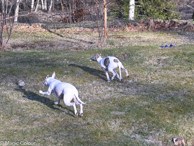 Kennel Magic Colour whippet