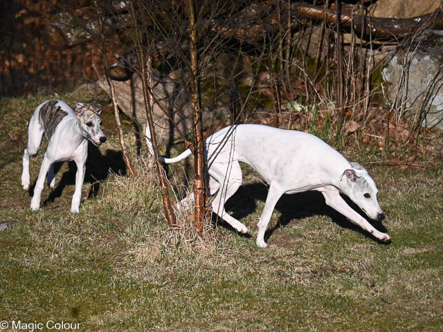 Kennel Magic Colour whippet