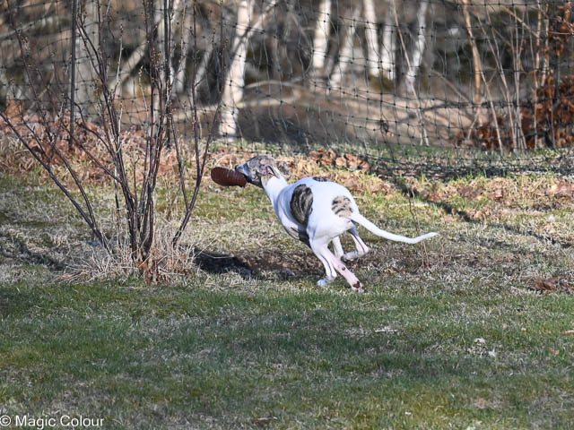 Kennel Magic Colour whippet