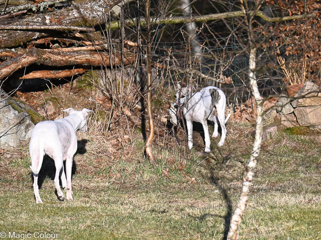Kennel Magic Colour whippet