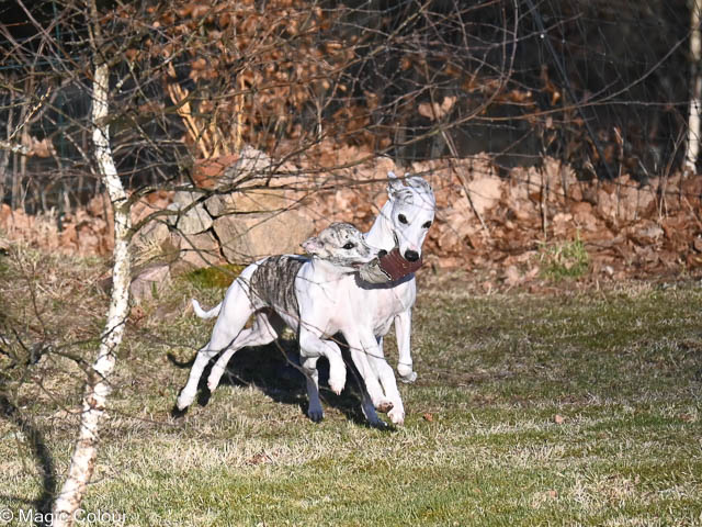 Kennel Magic Colour whippet