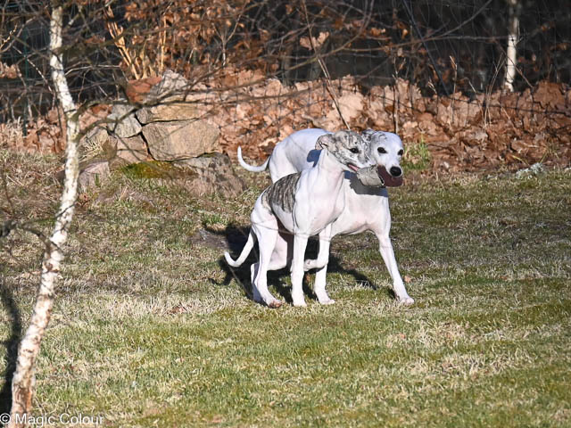 Kennel Magic Colour whippet