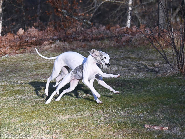 Kennel Magic Colour whippet