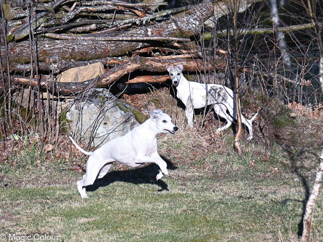 Kennel Magic Colour whippet