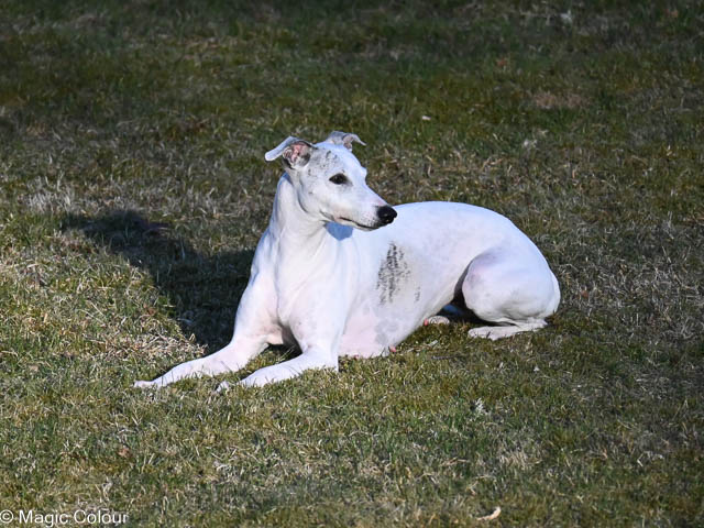 Kennel Magic Colour whippet