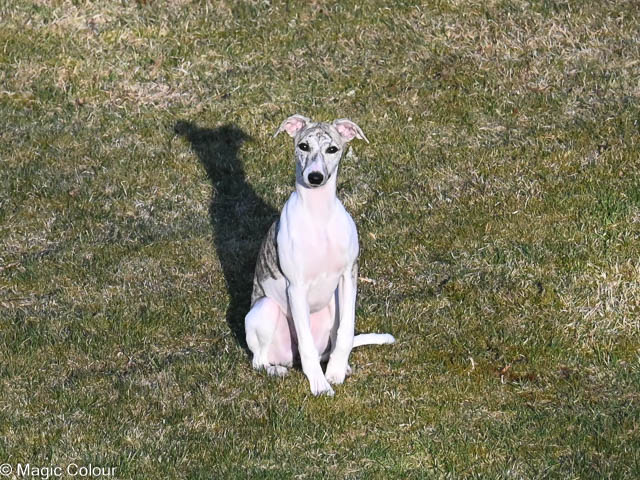 Kennel Magic Colour whippet