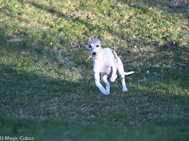 Kennel Magic Colour whippet