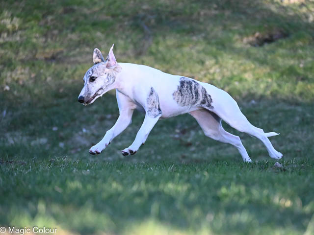 Kennel Magic Colour whippet
