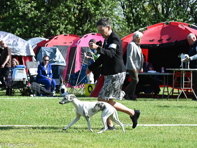 Kennel Magic Colour whippet