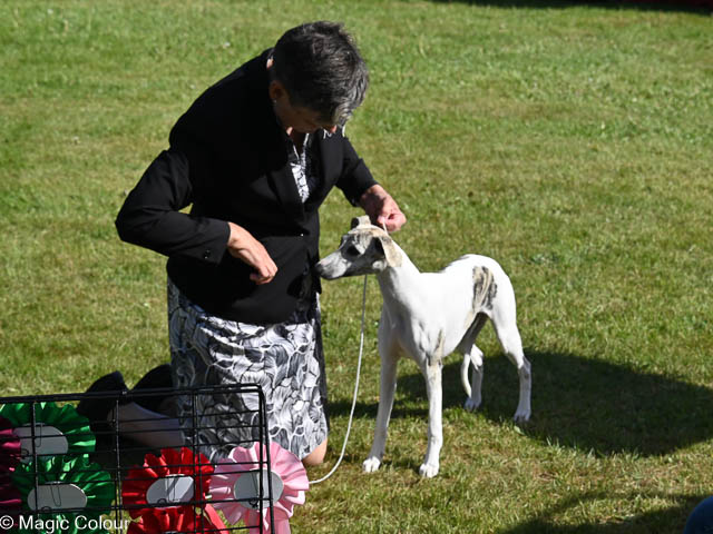 Kennel Magic Colour whippet