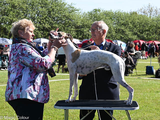 Kennel Magic Colour whippet