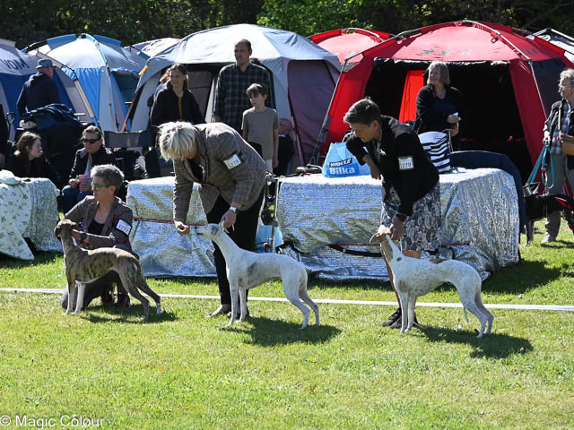 Kennel Magic Colour whippet