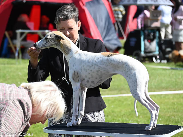 Kennel Magic Colour whippet