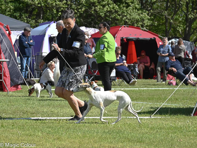 Kennel Magic Colour whippet