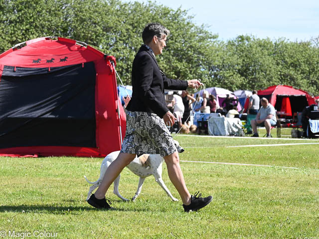 Kennel Magic Colour whippet
