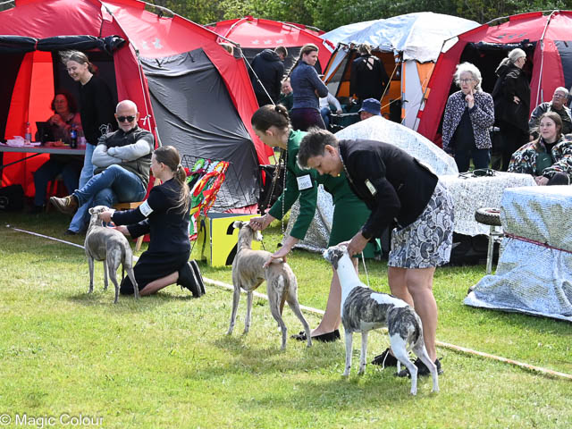 Kennel Magic Colour whippet