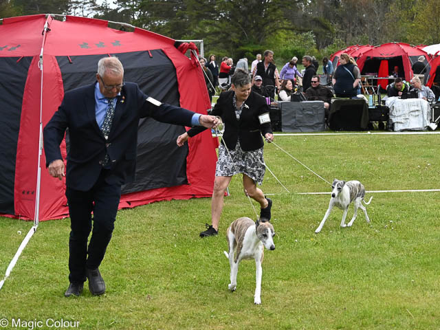 Kennel Magic Colour whippet