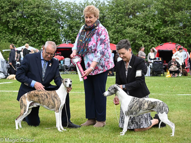 Kennel Magic Colour whippet