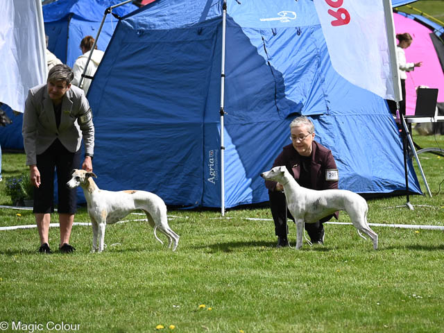 Kennel Magic Colour whippet