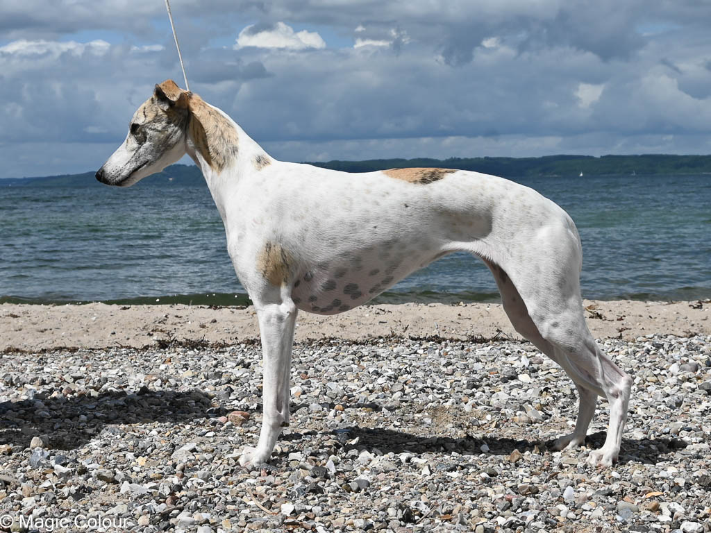 Kennel Magic Colour whippet