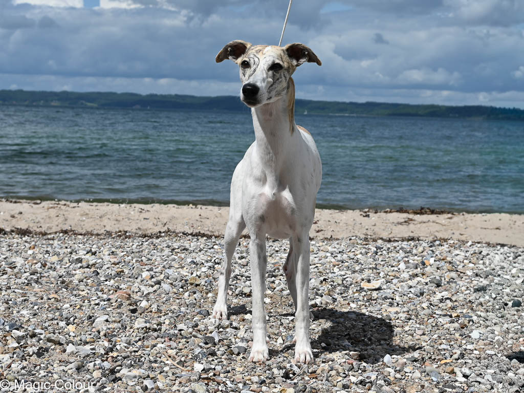 Kennel Magic Colour whippet