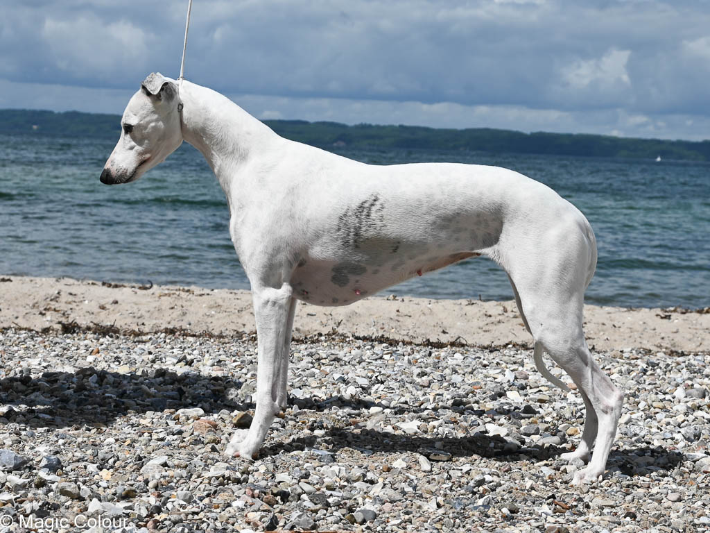 Kennel Magic Colour whippet