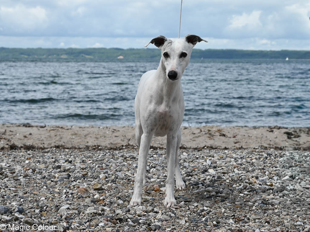 Kennel Magic Colour whippet