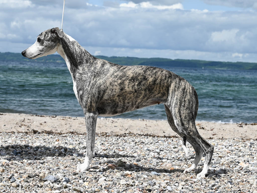 Kennel Magic Colour whippet