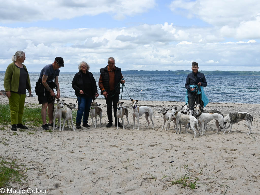Kennel Magic Colour whippet