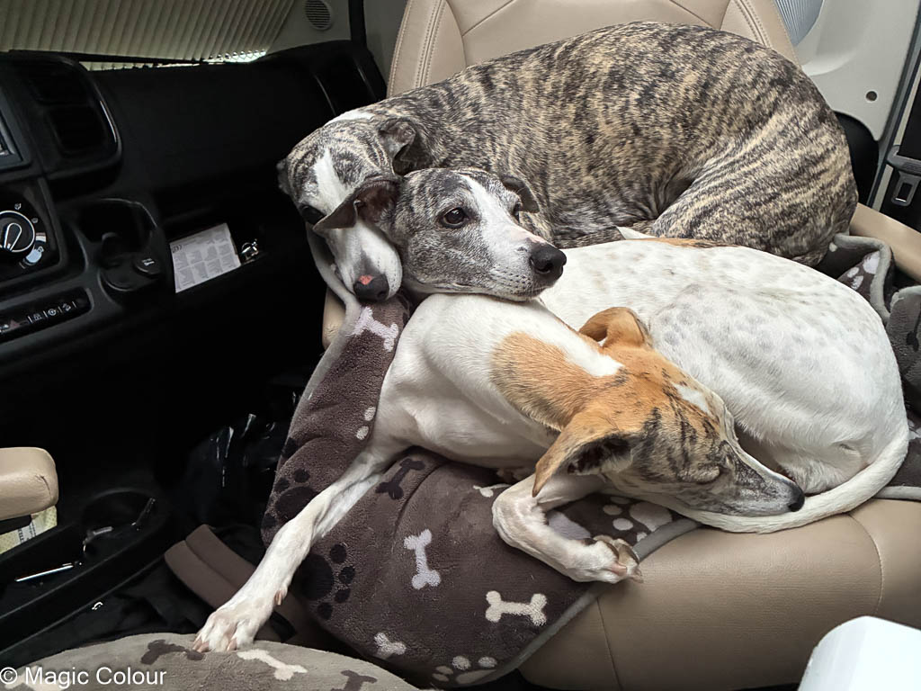 Kennel Magic Colour whippet